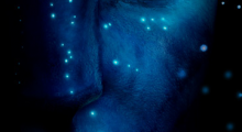 James Cameron's Avatar