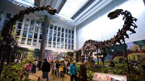 apatosaurus-on-right