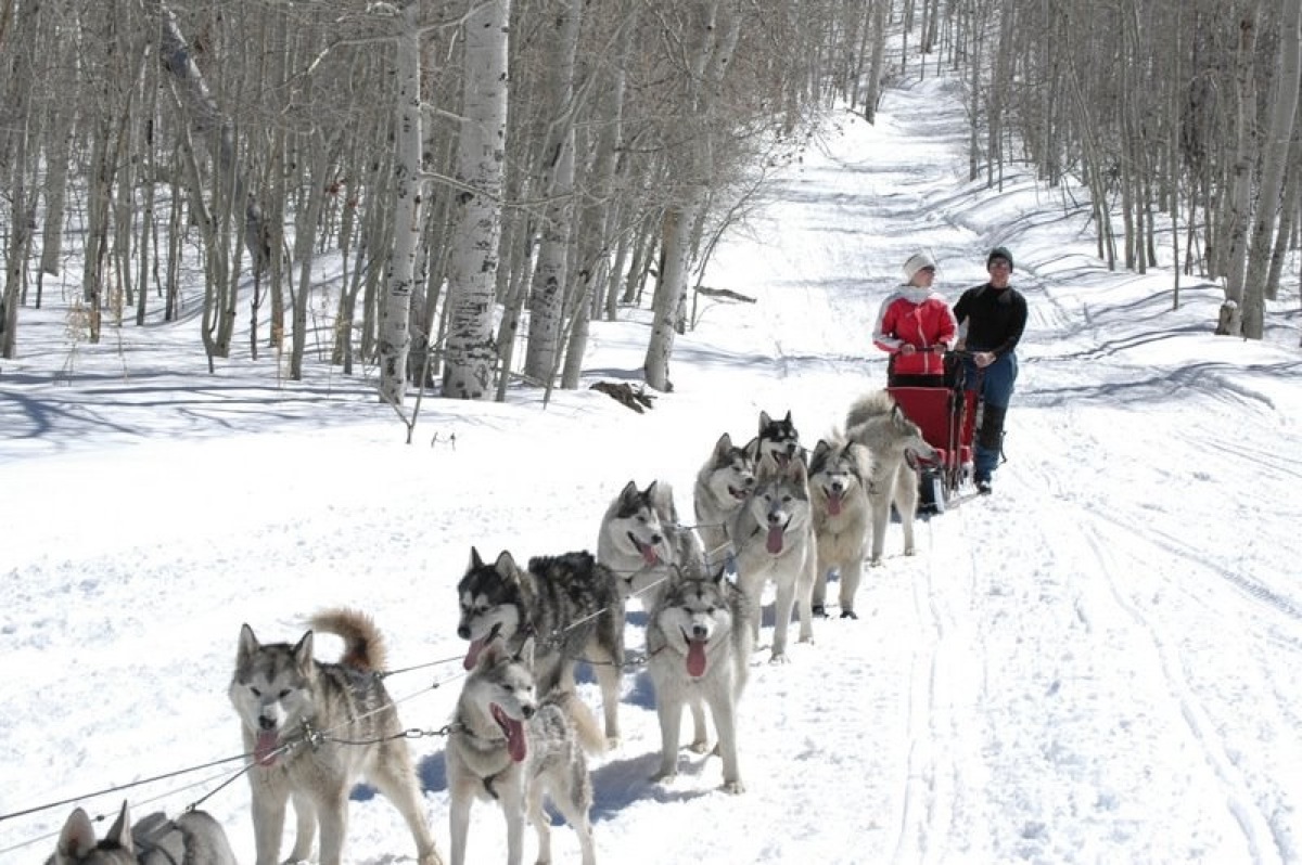 Dogsled